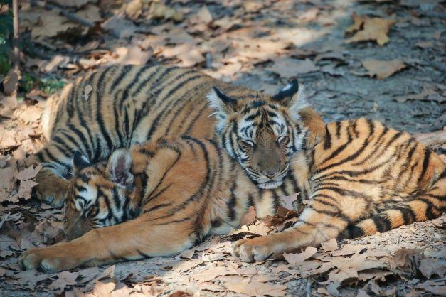 春节假期，名字有“虎”的市民可免费逛上海动物园